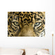close up the eyes of a beautiful jaguar or panthera onca Wall Mural