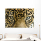 close up the eyes of a beautiful jaguar or panthera onca Wall Mural