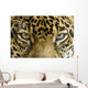 close up the eyes of a beautiful jaguar or panthera onca Wall Mural