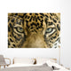 close up the eyes of a beautiful jaguar or panthera onca Wall Mural