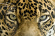 close up the eyes of a beautiful jaguar or panthera onca Wall Mural