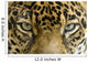 close up the eyes of a beautiful jaguar or panthera onca Wall Mural