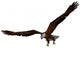 Eagle Wall Mural