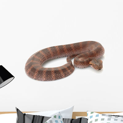 Death Adder Wall Decal shown on a wall