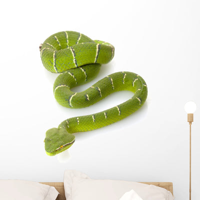 Green Temple Viper Wall Decal shown on a wall