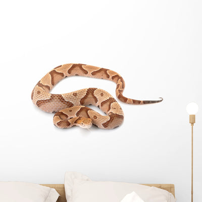 Copperhead Wall Decal shown on a wall