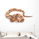 Copperhead Wall Decal