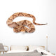 Copperhead Wall Decal