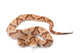 Copperhead Wall Decal