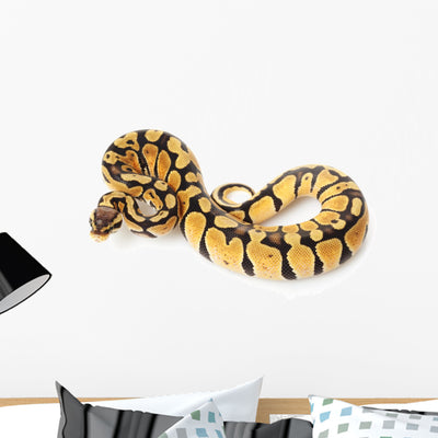 Pastel Ball Python Wall Decal shown on a wall