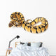 pastel ball python Wall Decal