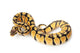 pastel ball python Wall Decal