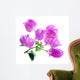Bougainvillea