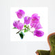 Bougainvillea