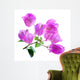 Bougainvillea