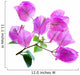 Bougainvillea