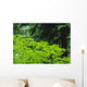 Umbrella Of Trees In Forest Wall Mural