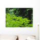 Umbrella Of Trees In Forest Wall Mural