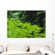 Umbrella Of Trees In Forest Wall Mural