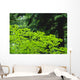 Umbrella Of Trees In Forest Wall Mural