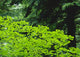 Umbrella Of Trees In Forest Wall Mural