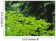 Umbrella Of Trees In Forest Wall Mural