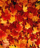 Fallen Maple Leaves Wall Mural