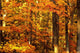Autumn Trees Wall Mural