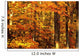 Autumn Trees Wall Mural