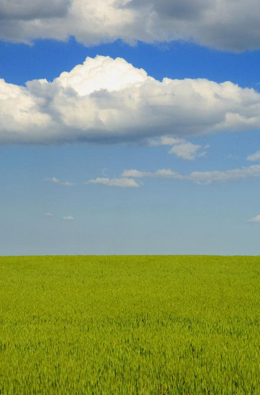A Canola Field Wall Mural