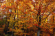 Fall Leaves On Trees Wall Mural