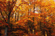 A Vibrant Forest In The Fall Wall Mural
