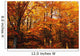 A Vibrant Forest In The Fall Wall Mural