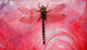 Closeup Of A Dragonfly Wall Mural