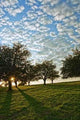 Evening Meadow Wall Decal Design 2