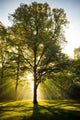 Tree Back Light Wall Decal Design 2