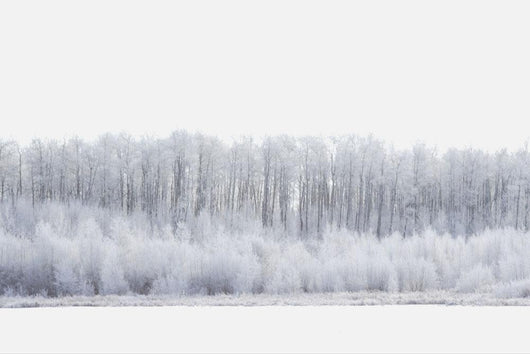 White Wonderland Wall Mural