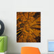 Looking Up At Autumn Tree Tops Wall Mural