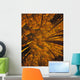 Looking Up At Autumn Tree Tops Wall Mural