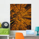 Looking Up At Autumn Tree Tops Wall Mural