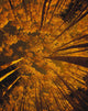 Looking Up At Autumn Tree Tops Wall Mural
