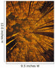 Looking Up At Autumn Tree Tops Wall Mural
