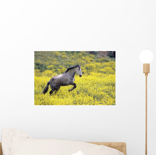 Andalucian Horse Wall Mural