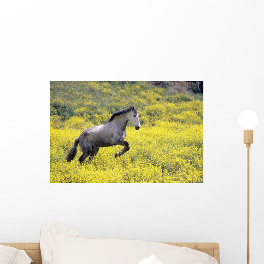Andalucian Horse Wall Mural