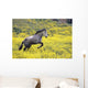 Andalucian Horse Wall Mural