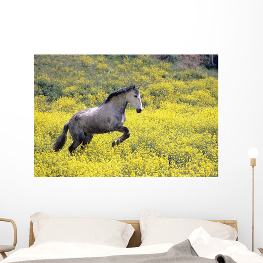 Andalucian Horse Wall Mural