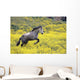 Andalucian Horse Wall Mural