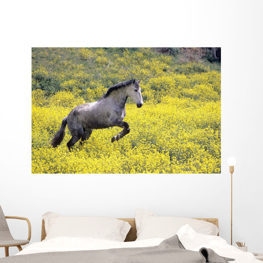 Andalucian Horse Wall Mural