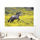 Andalucian Horse Wall Mural