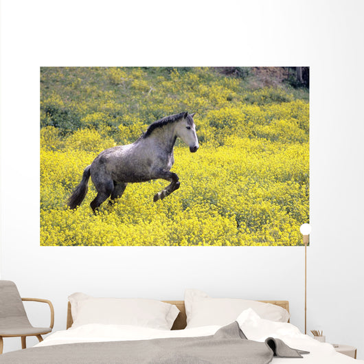 Andalucian Horse Wall Mural